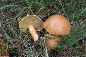 suillus bovinus (1000 x 667)5